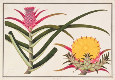 Ananas ou Bromelia, de Dessins de Plantes de Malacca, c.1805-18 - Chinese School
