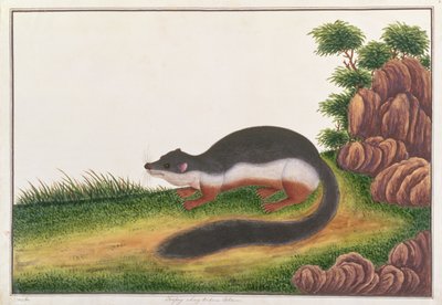 Écureuil de Prevost, de Dessins d