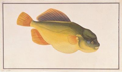 Poisson-pouffeur, de dessins de poissons de Malacca, c.1805-18 - Chinese School