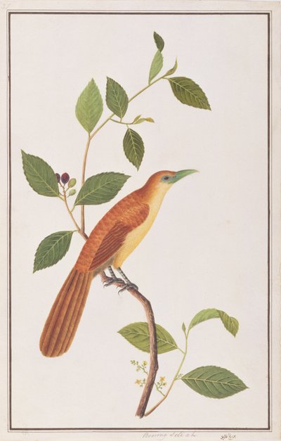 Malkoha de Raffles, tiré de Dessins d