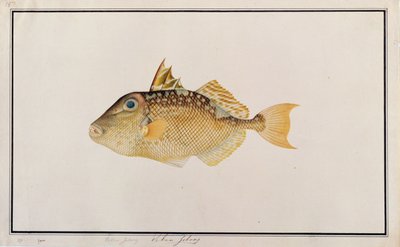 Baliste étoilé, de dessins de poissons de Malacca, c.1805-18 - Chinese School