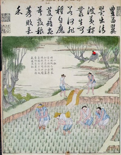 Désherbage, La culture du riz en Chine - Chinese School