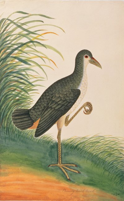 Râle à poitrine blanche, d