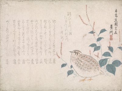 Caille - Chokko Roshû
