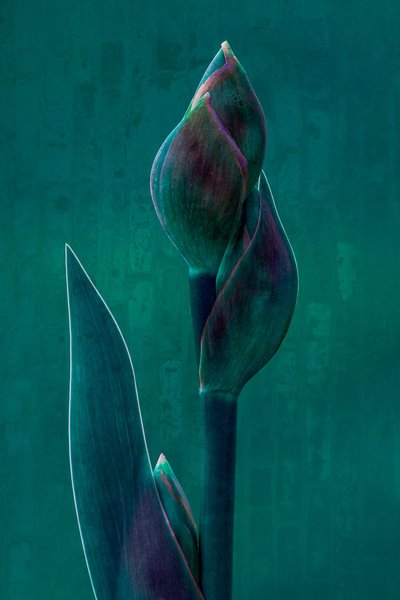 Moody Botanical Bloom - Chris Hamilton