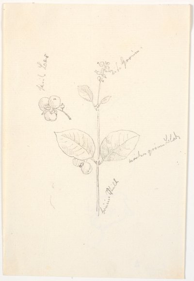 Études de plantes avec indications de couleur au crayon - Christen Købke