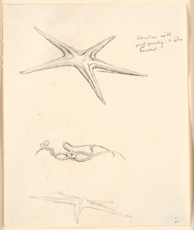 Étoiles de mer - Christen Købke