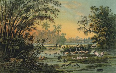 Faune sur le moyen Orénoque, Venezuela - Christian Anton Goering