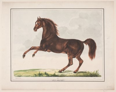 Hesten Velskabt - Christian David Gebauer