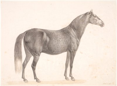 Cheval noir - Christian David Gebauer