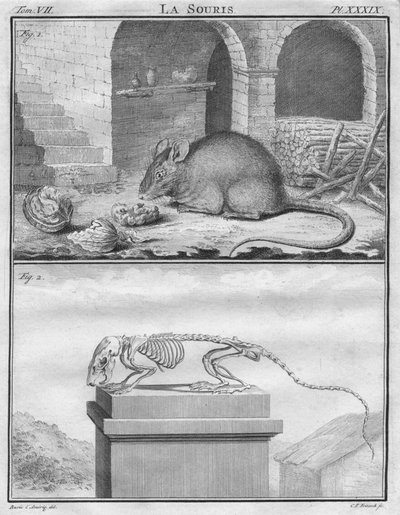 La Souris - Christian Friedrich Fritzsch
