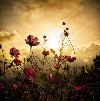 Regarder le soleil - Christian MARCEL