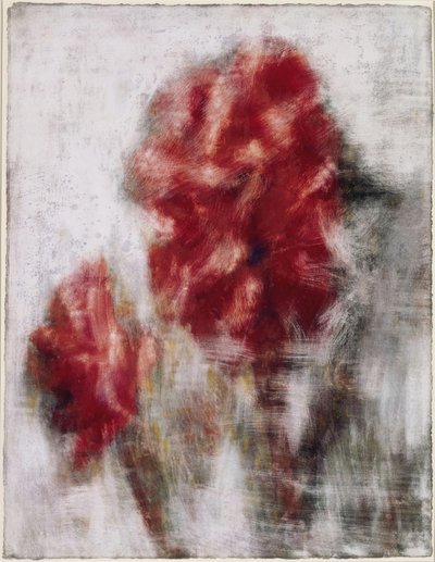 Canna Indica - Christian Rohlfs