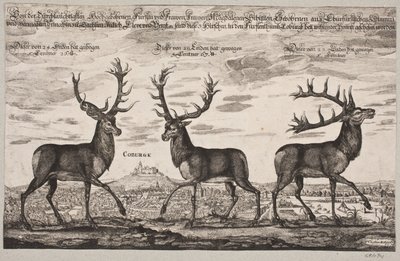 Trois cerfs abattus à Cobourg - Christian Rothgiesser