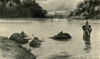 Éléphants se baignant dans la rivière Mahaweli, Ceylan, 1898 - Christian Wilhelm Allers