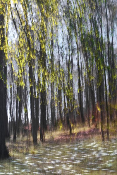 Lumière de la forêt (résumé) - Christina Sillen