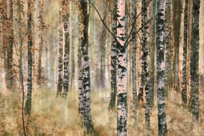 Forêt de bouleaux en automne - Christina Sillen