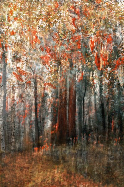 Lueur de la forêt en automne - Christina Sillen
