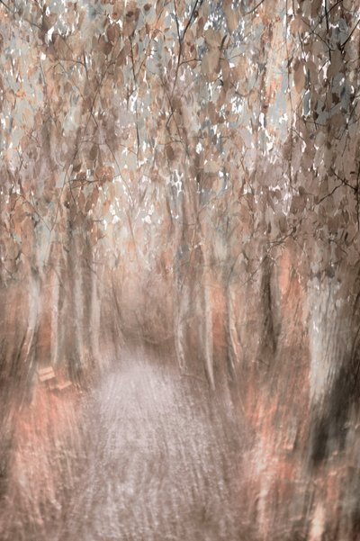 Sentier forestier d