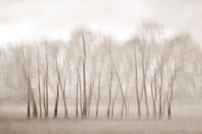 Des arbres dénudés, légèrement flous - Christina Sillen