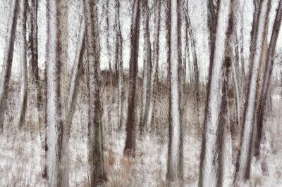 Arbres d