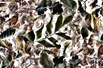 Texture de feuilles bio aux couleurs vives - Christina Sillen
