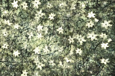Fleurs délicates du jardin - Christina Sillen