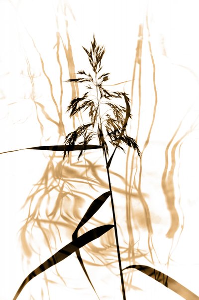 Silhouette délicate de roseau - Christina Sillen