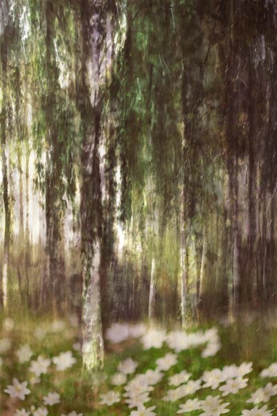 Une forêt de bouleaux féérique - Christina Sillen