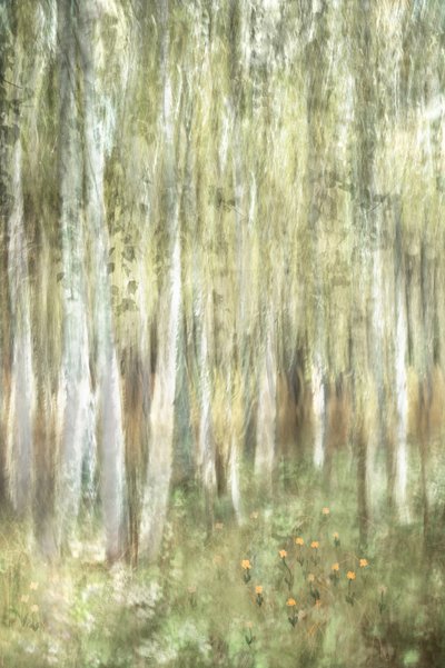 Une forêt de bouleaux féérique - Christina Sillen