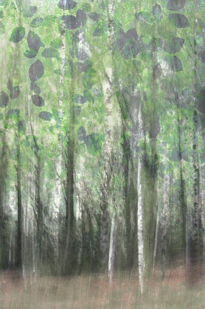 Les bois de bouleaux enchanteurs - Christina Sillen