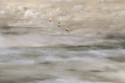 Oiseaux de rêve au-dessus de l