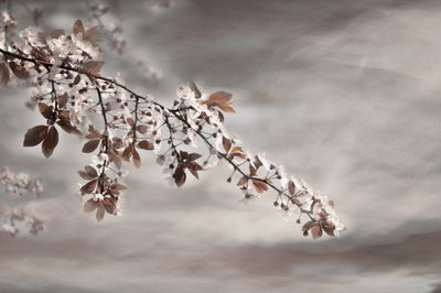 Une branche fleurie de rêve - Christina Sillen