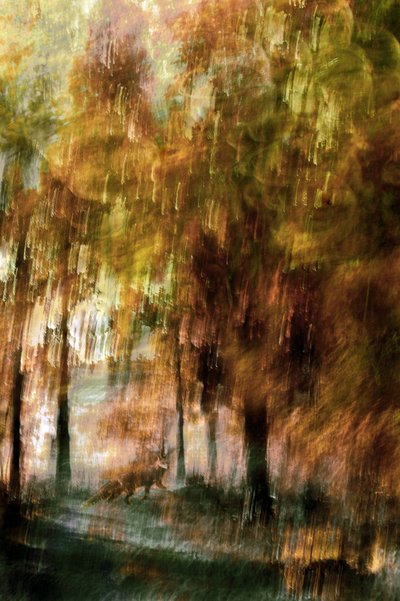 Renard de la forêt enchantée - Christina Sillen