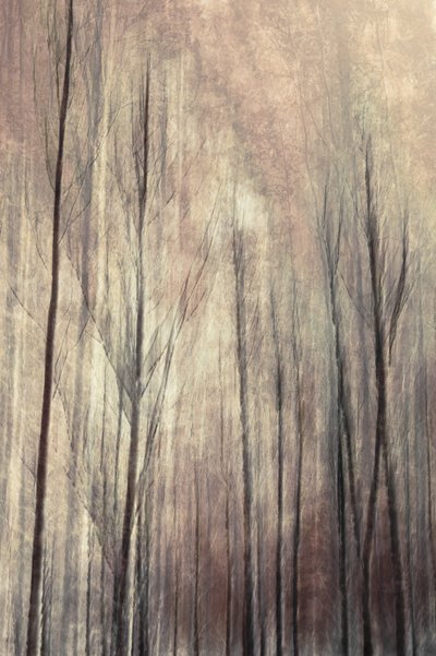 Arbres d