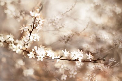 Fleurs blanches de rêve - Christina Sillen