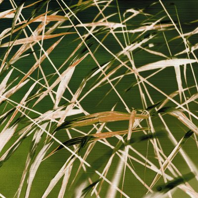 La beauté dynamique de la nature - Christina Sillen