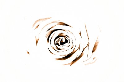 Élégante rose sépia - Christina Sillen