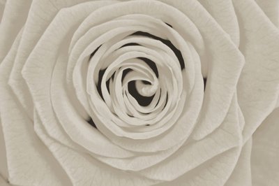 Élégante rose blanche - Christina Sillen