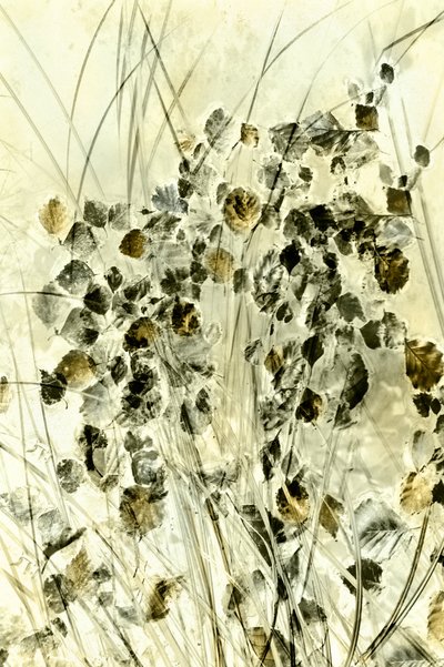 Formes botaniques éthérées - Christina Sillen