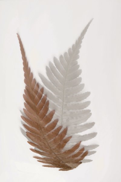 Feuilles de fougère éthérées - Christina Sillen