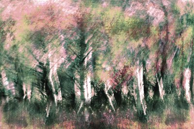 Rêve de forêt éthérée - Christina Sillen