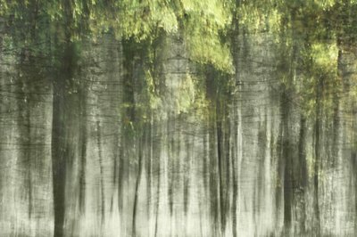 Lumière de la forêt éthérée - Christina Sillen