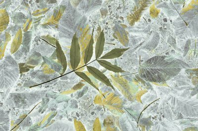 Feuilles d