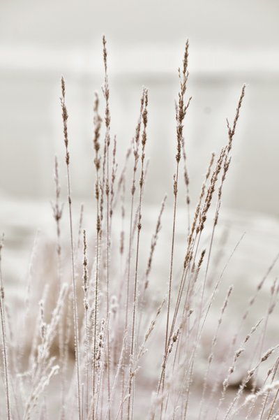 Herbe hivernale givrée - Christina Sillen