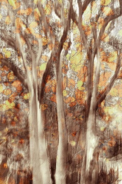 Forêt d