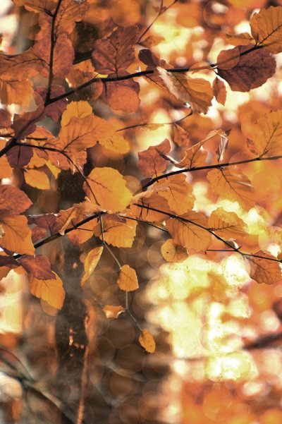 Feuilles d