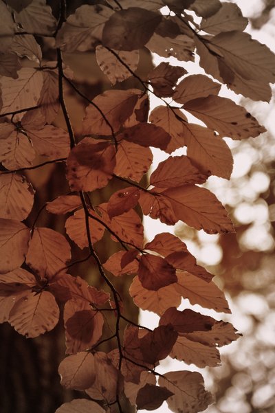 Feuilles d