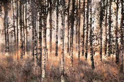 La forêt des bouleaux dorés - Christina Sillen