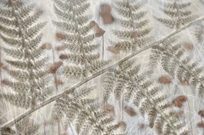 Feuilles de fougère superposées - Christina Sillen